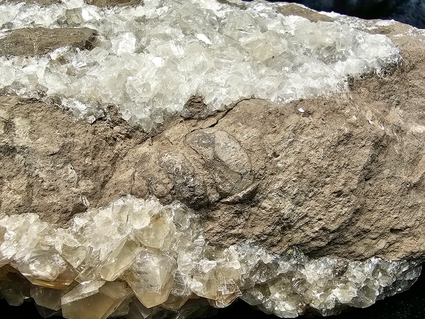 #33031 Super clear Nailhead Spar Calcite cluster, Chalcopyrite ore, rare **Turritella** and multiple small fossils in the matrix