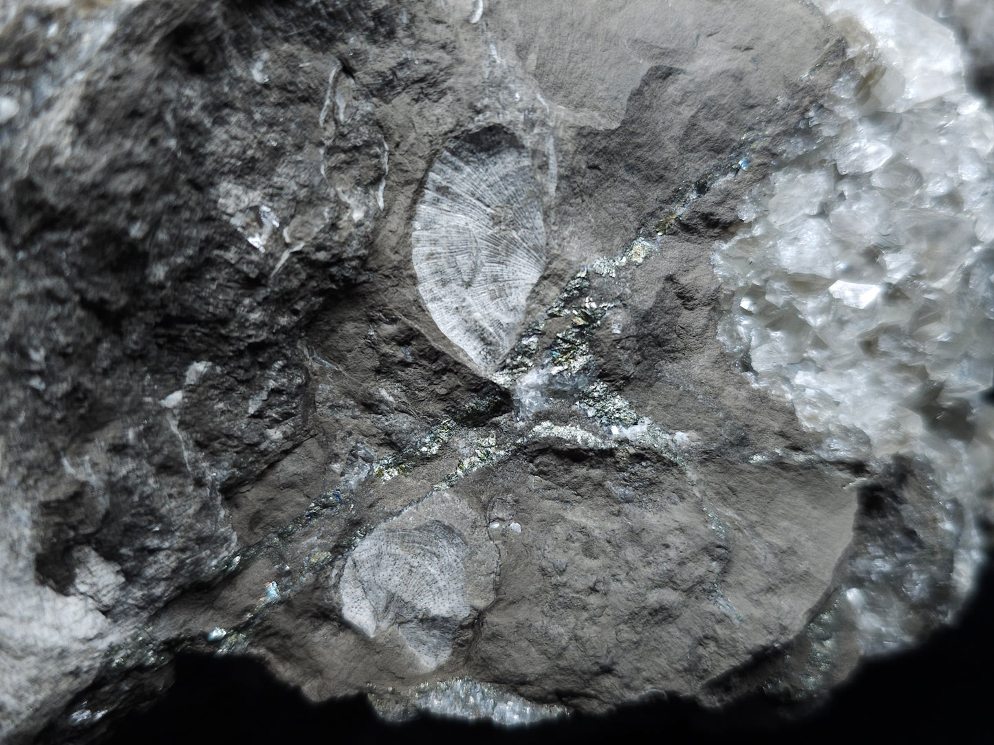 #33088 Super clear Nailhead Spar Calcite geode, Chalcopyrite ore and multiple small fossils in the matrix