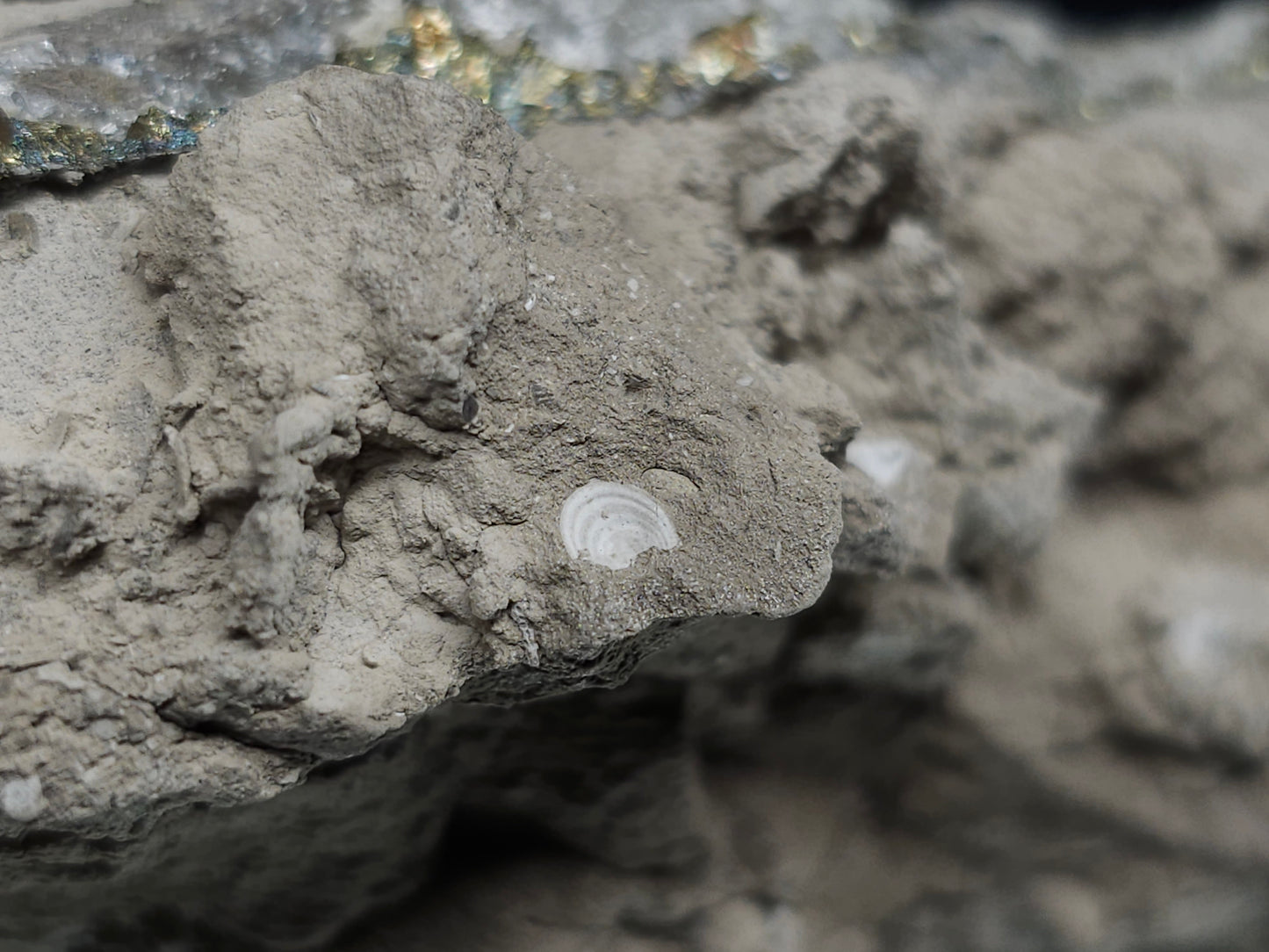 #33143 Super clear Nailhead Spar Calcite cluster with Chalcopyrite ore and multiple small fossils in the matrix