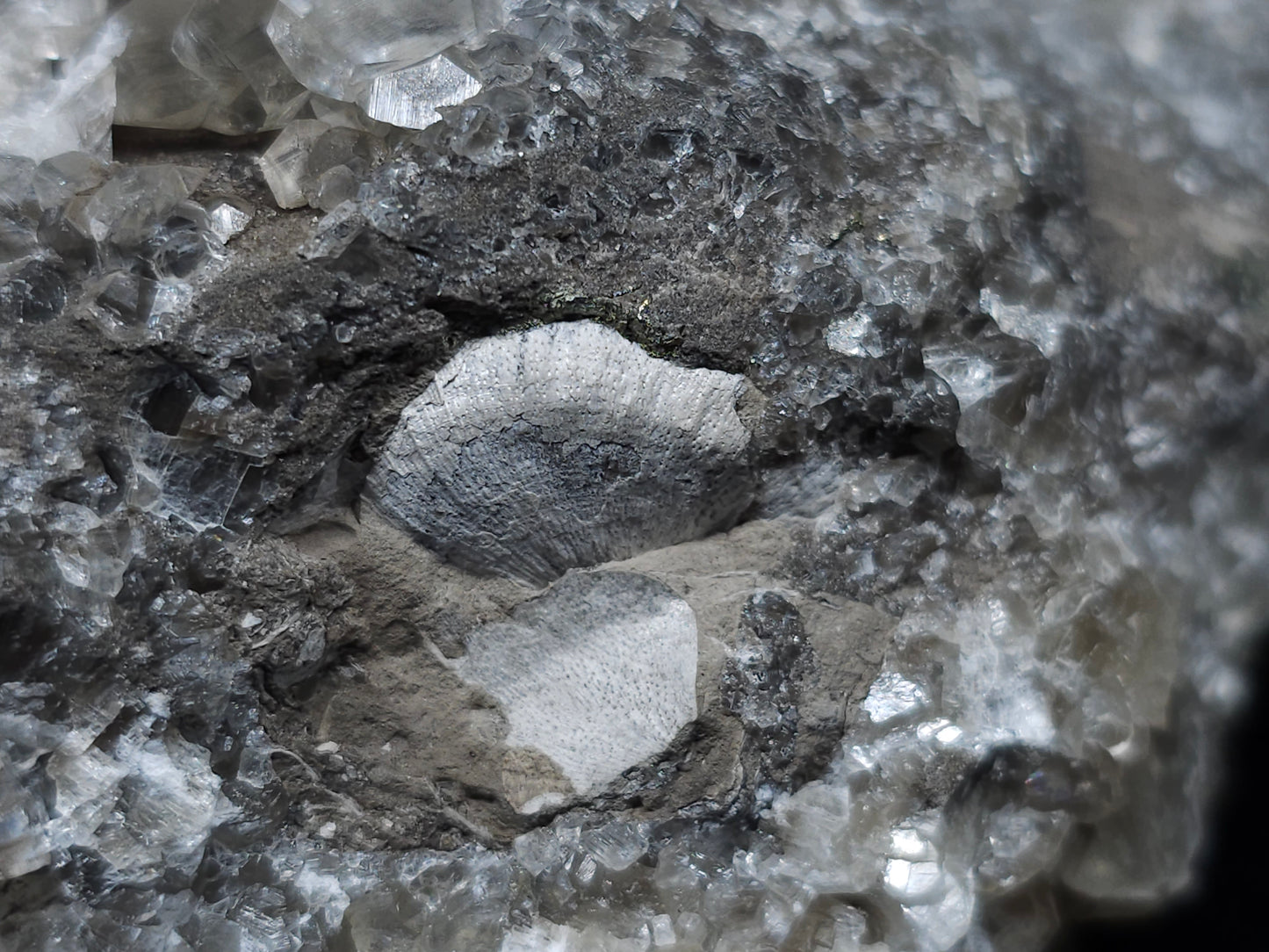 #33148 Super clear Nailhead Spar Calcite cluster with Chalcopyrite ore and multiple small fossils in the matrix