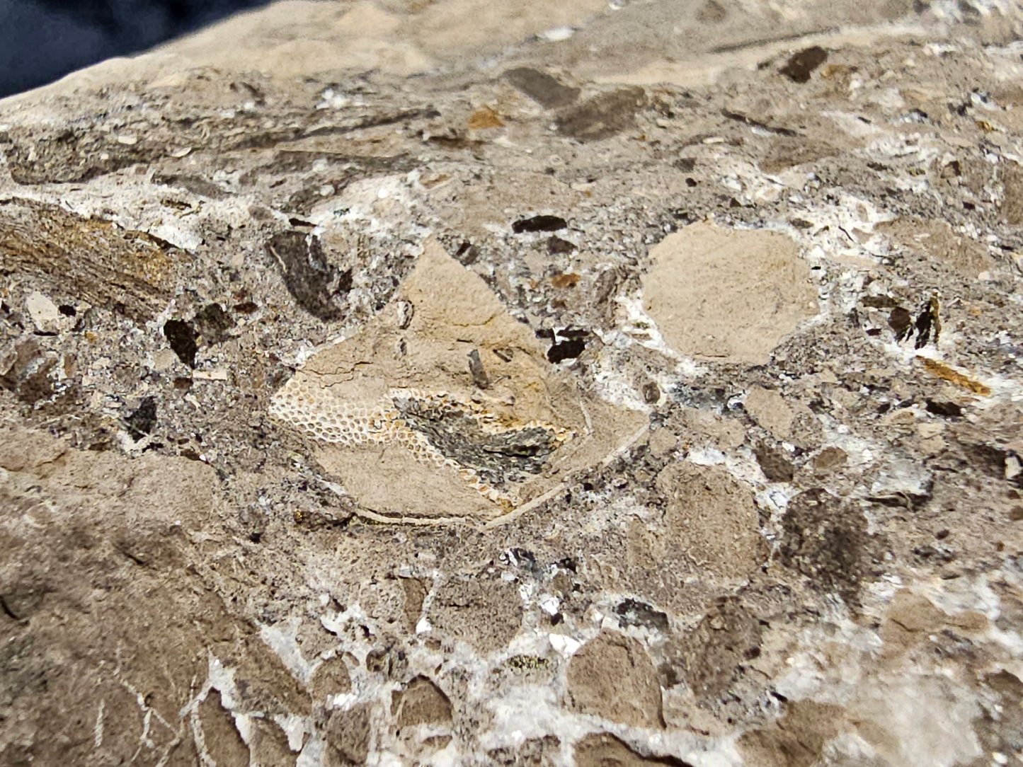 #33026 Super clear Nailhead Spar Calcite geode, Chalcopyrite ore and multiple small fossils in the matrix