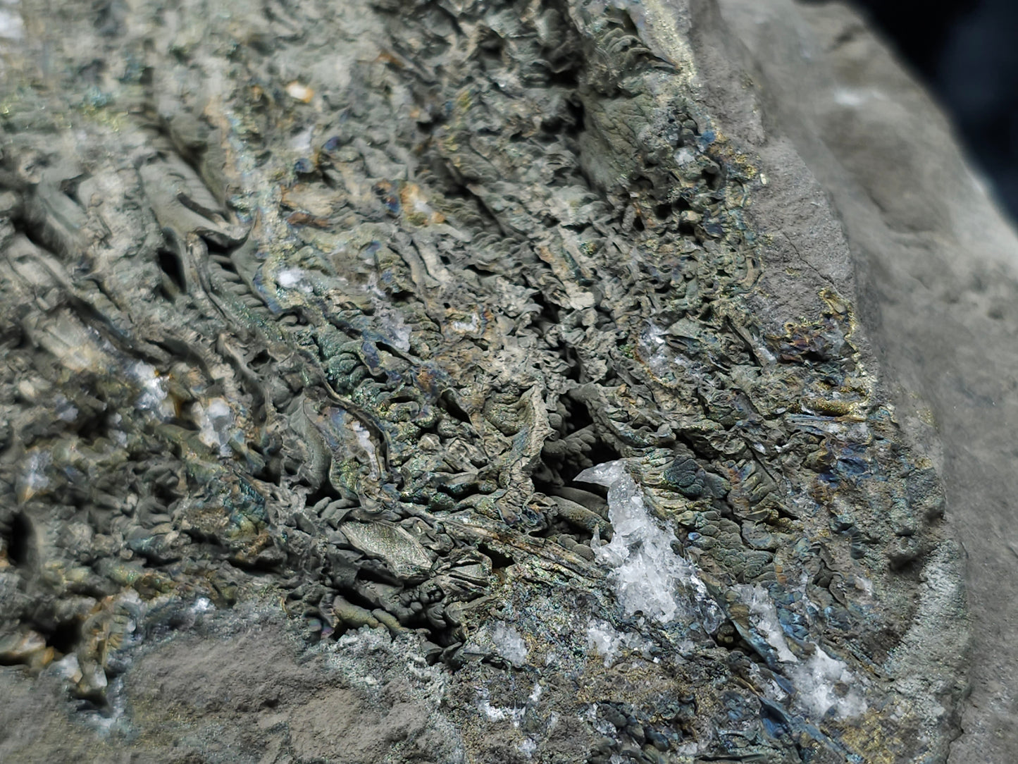 #55008 Fossil flower with peacock ore Chalcopyrite coating and Nailhead Spar Calcite with multiple fossils in the matrix