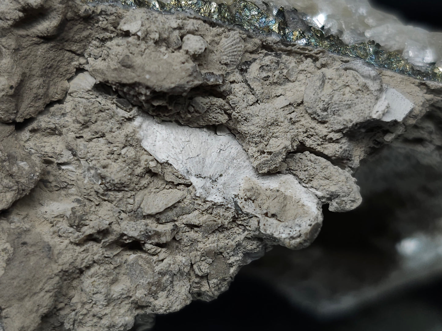 #33143 Super clear Nailhead Spar Calcite cluster with Chalcopyrite ore and multiple small fossils in the matrix