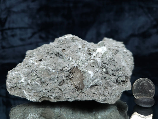 #35881 Chalcopyrite ore and Calcite with multiple fossil in the matrix