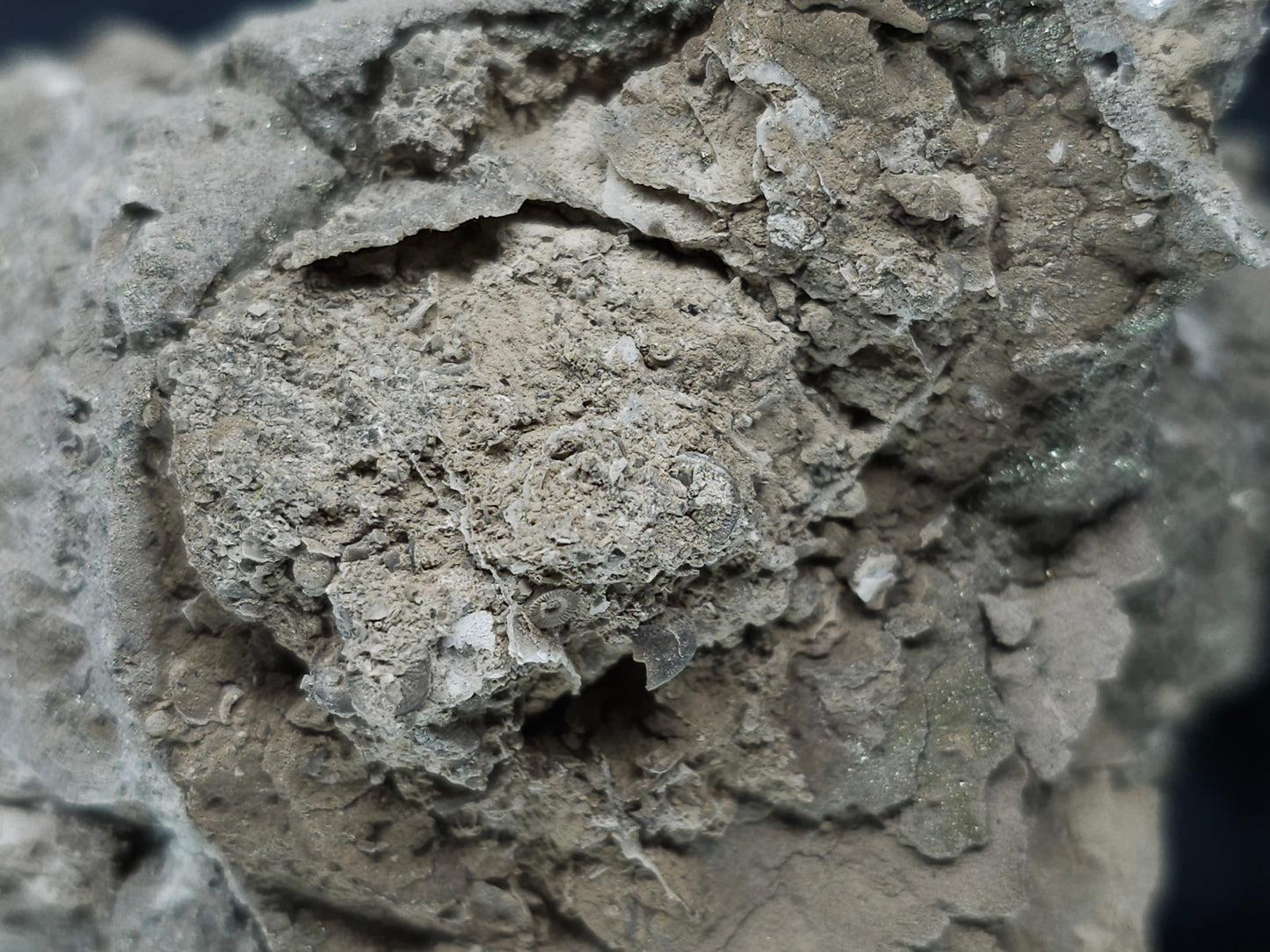 #35881 Chalcopyrite ore and Calcite with multiple fossil in the matrix