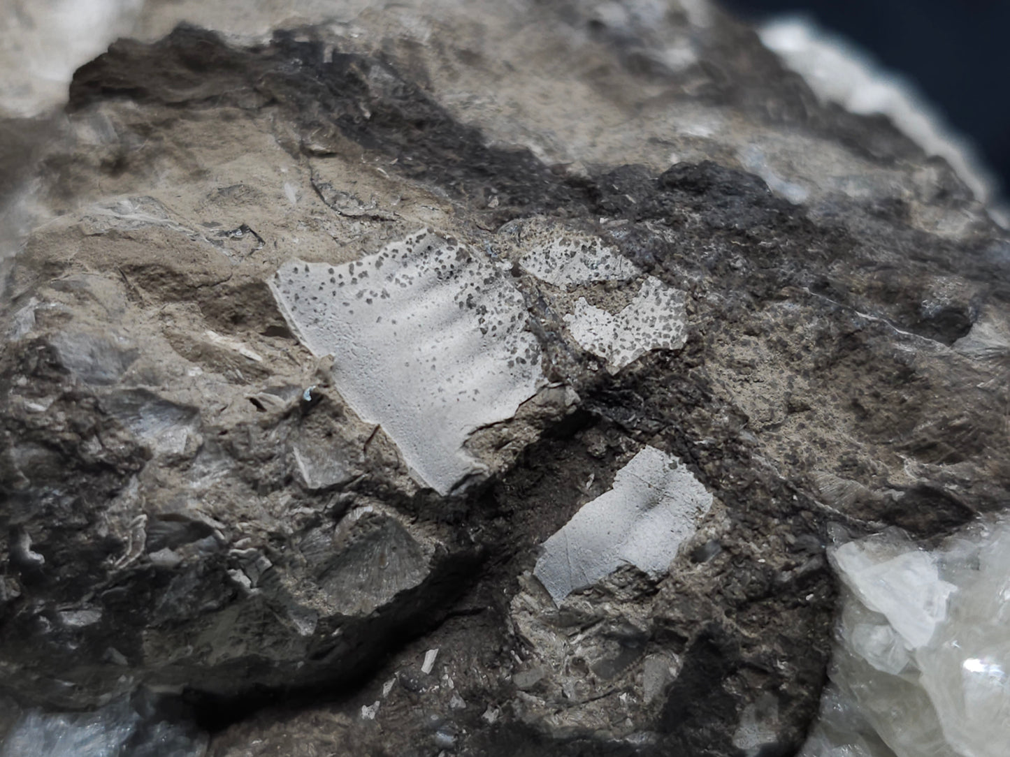 #34020 Super clear Nailhead Spar Calcite geode and Chalcopyrite ore and multiple small fossils in the matrix