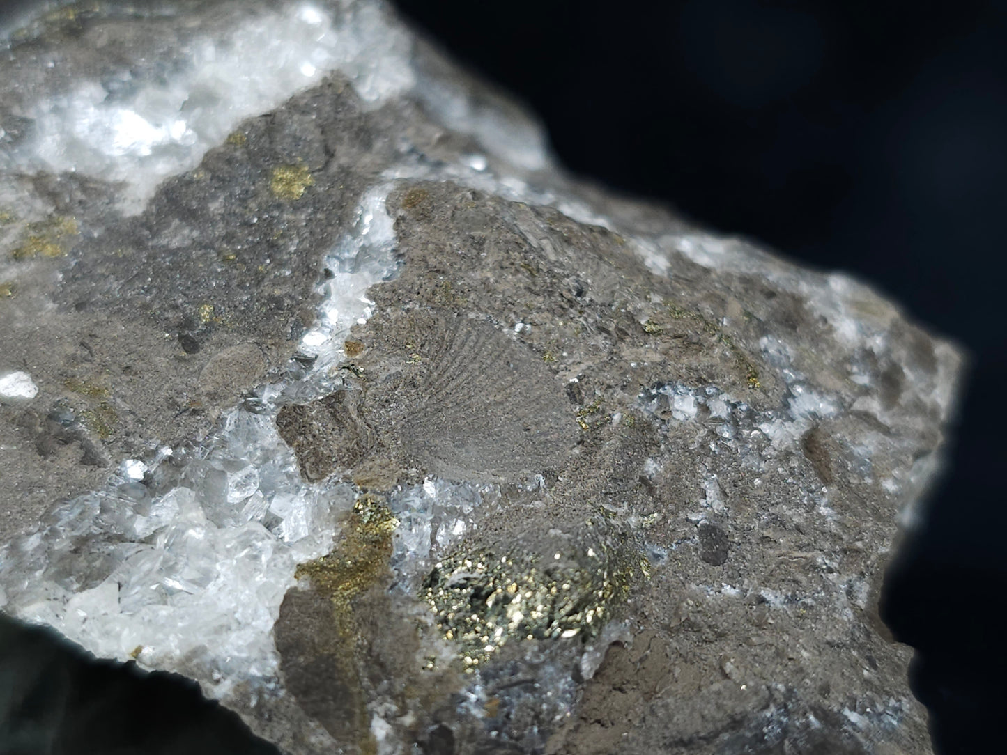 #66048 Hydrothermal Nailhead Spar Calcite geode with golden Chalcopyrite ore deposit formation among small fossils