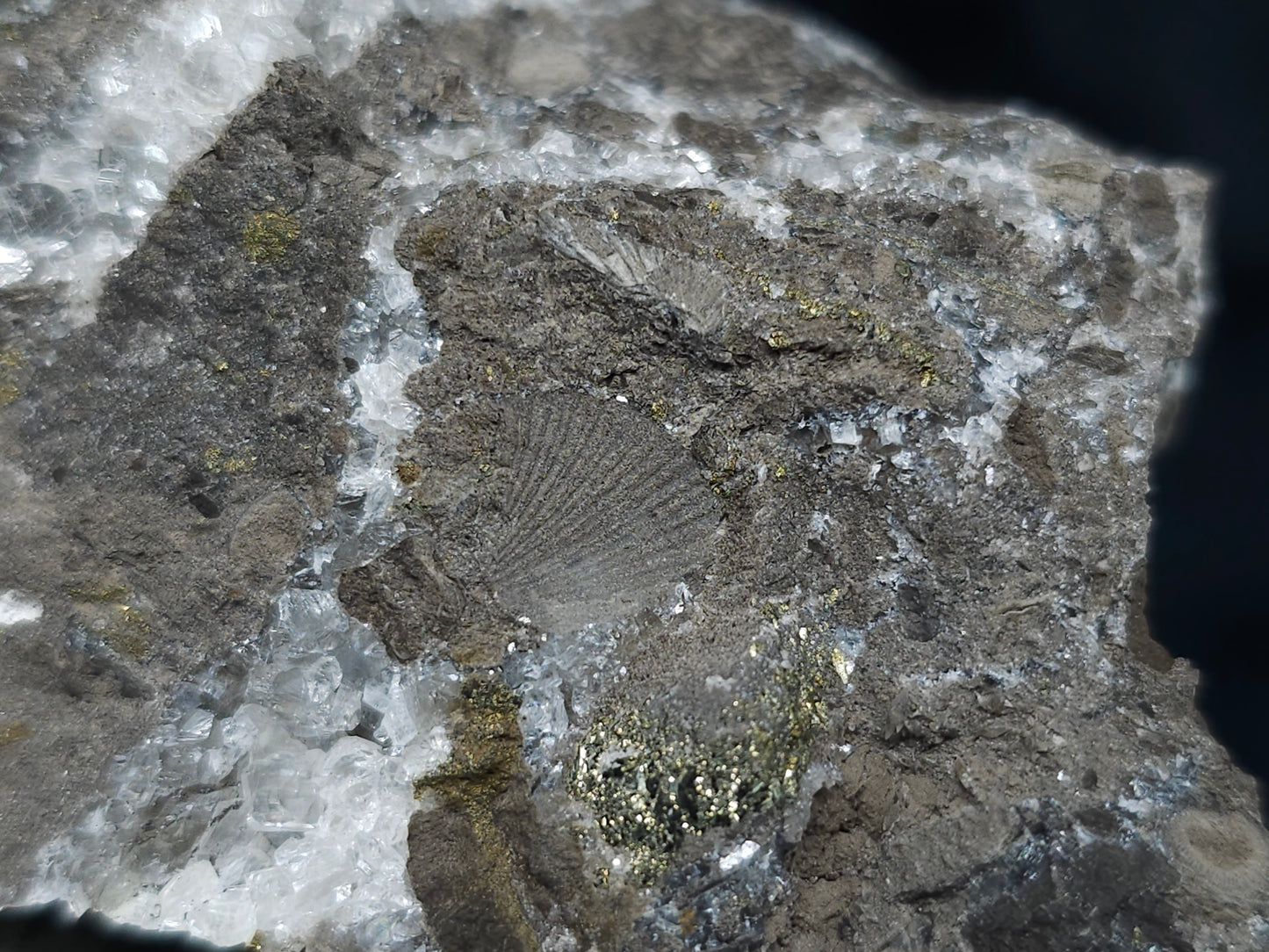 #66048 Hydrothermal Nailhead Spar Calcite geode with golden Chalcopyrite ore deposit formation among small fossils