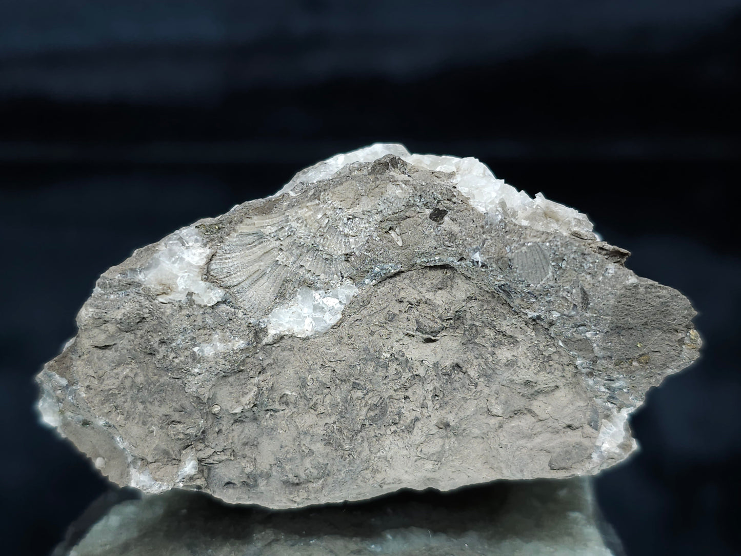 #33683 Super clear Nailhead Spar Calcite geode and awesome fossils in the matrix